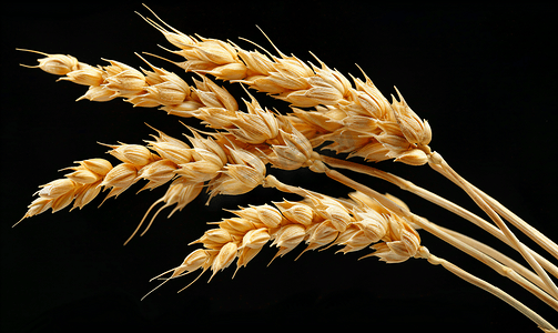 秋季黄色背景摄影照片_耳朵成熟的小麦黑色背景