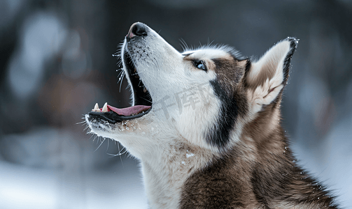 哈士奇犬嚎叫和吠叫有趣的宠物有趣的宠物在雪橇犬训练前散步