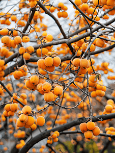 韩国水原柿子树的图片