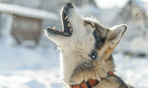 哈士奇犬嚎叫和吠叫有趣的宠物有趣的宠物在雪橇犬训练前散步