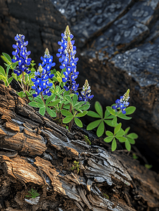 绿色春季树木摄影照片_春季野花盛开的季节蓝帽花生长在倒下的木头上