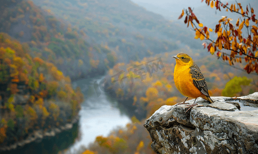 蓝天山谷摄影照片_库珀斯岩州立公园俯瞰西弗吉尼亚州的奇特河秋天的色彩