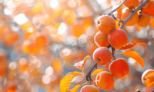 橙色果树摄影照片_秋天的柿子果树和树叶