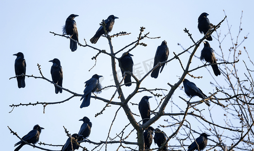树上的乌鸦树枝上有很多鸟