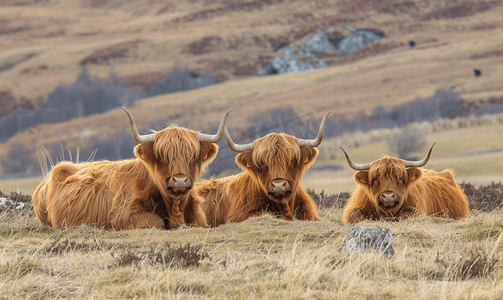 技术大牛摄影照片_牧场上的苏格兰高地牛