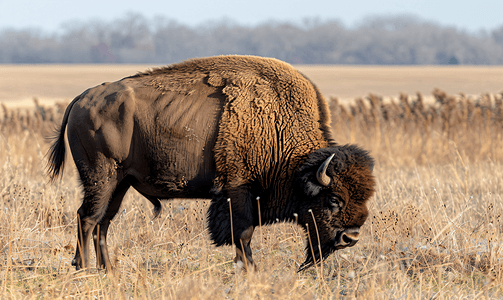 棕色野牛在堪萨斯大草原上吃草