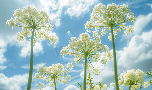 白牛防风草花簇在多云的天空背景下宏观视野
