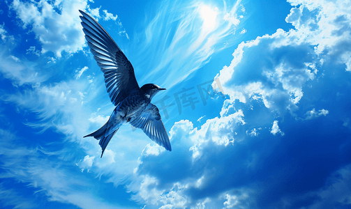 一只燕子在深蓝色的云天空中飞翔