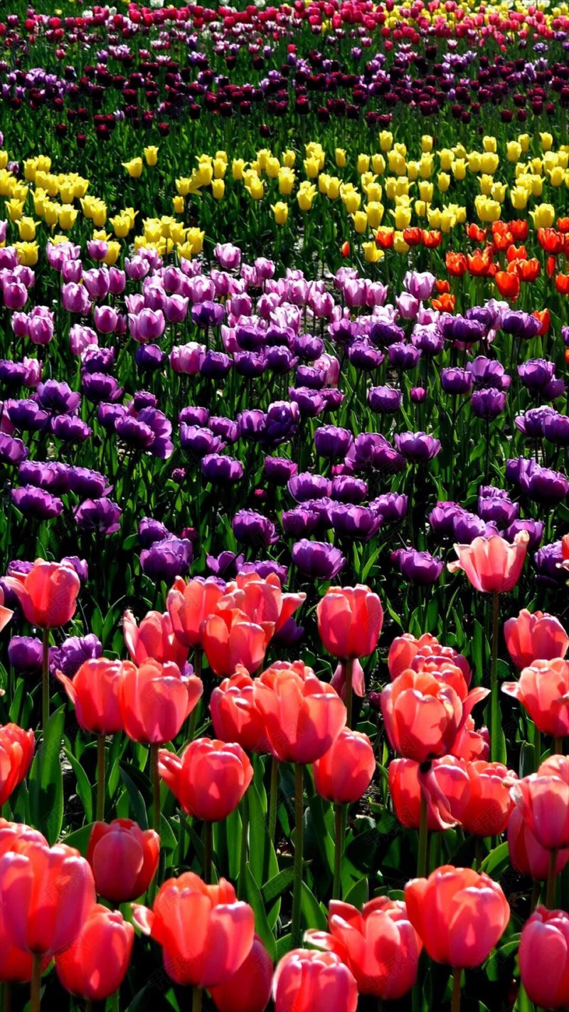 彩色郁金香花海风景h5背景