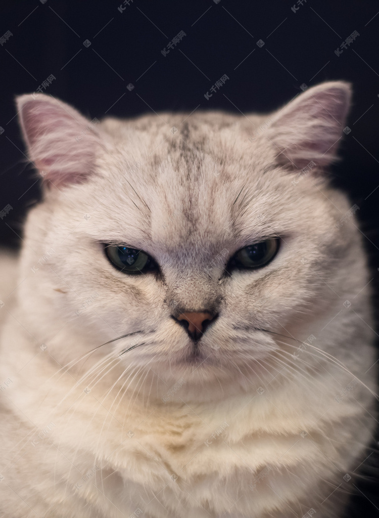 霸气的猫