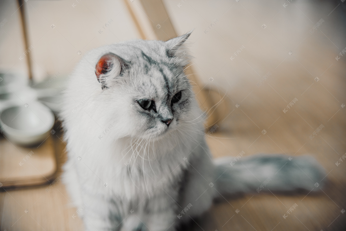 坐着的灰白色猫咪