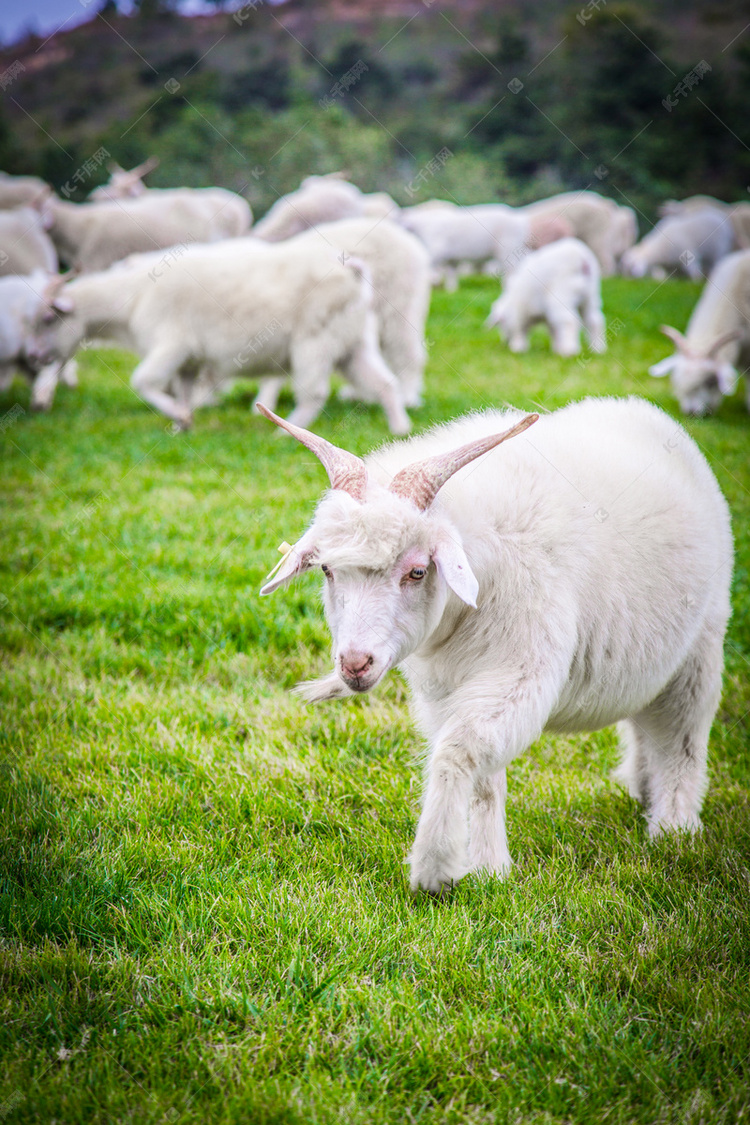 呼和浩特草原上的羊高清摄影大图-千库网