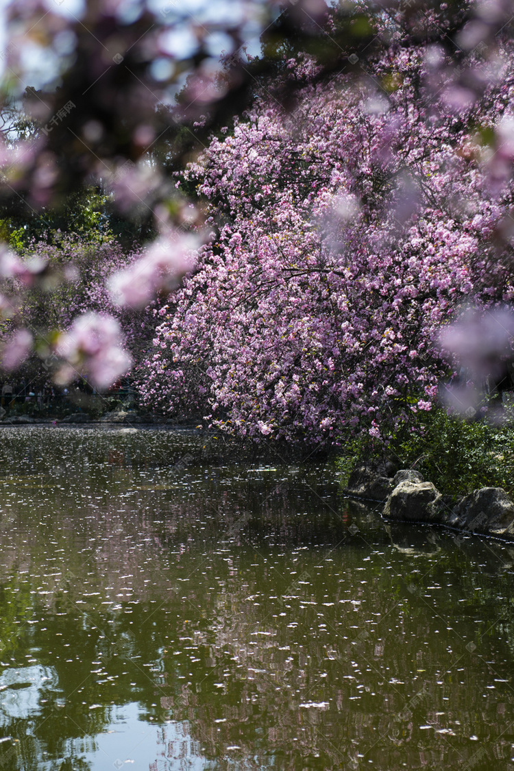 春天水上桃花繁花盛开自然风景摄影图