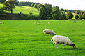 草地上羊摄影图