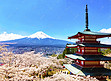日本山顶积雪的富士山和高塔樱花摄影图