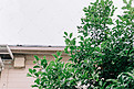 雨天植物绿树夏日背景摄影图