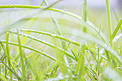 雨天植物小草摄影图