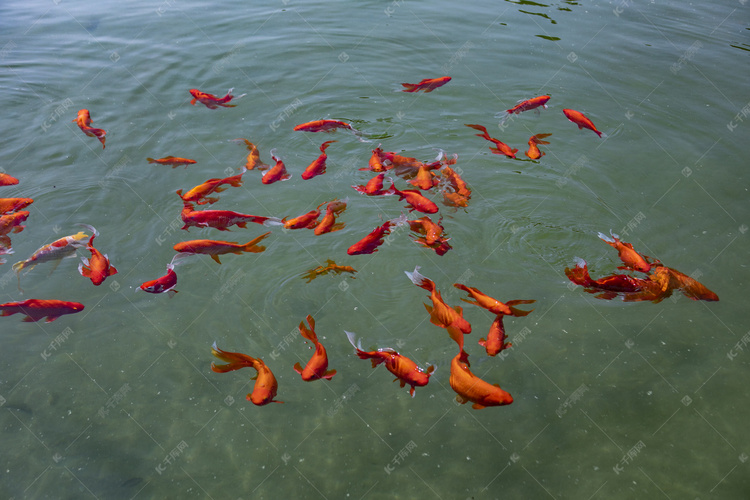 水中悠然戏水红色小鱼2