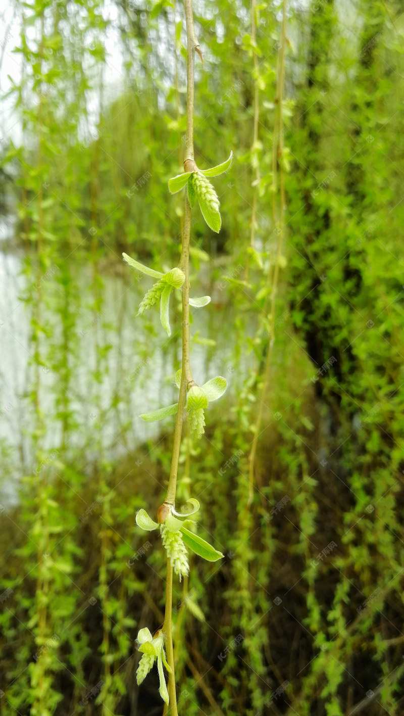 春天柳条发芽图片