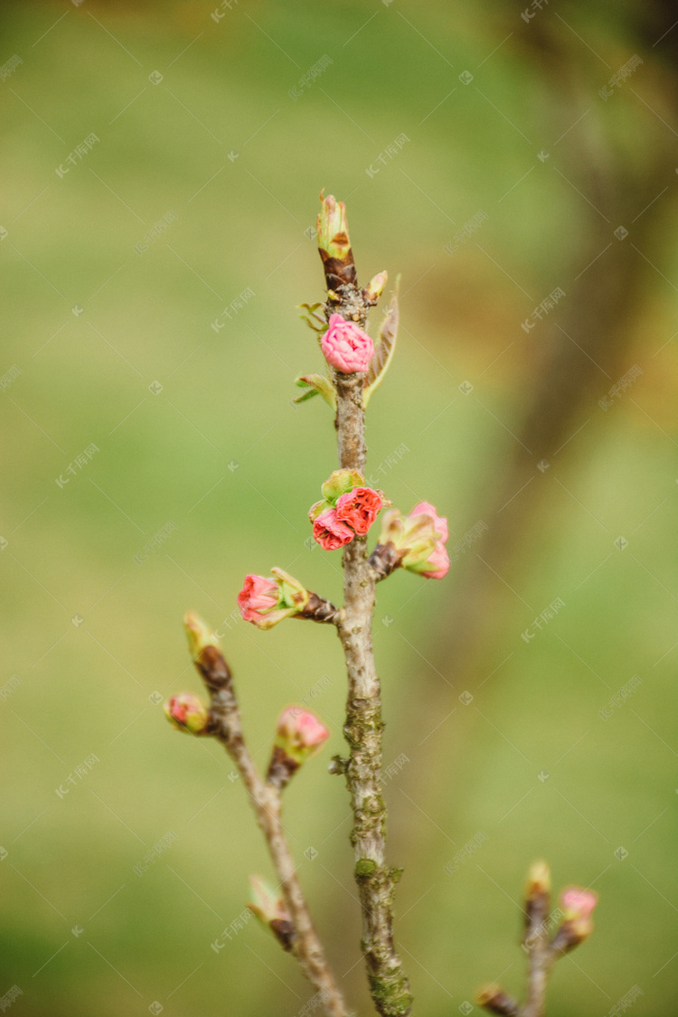春天树枝上含苞待放的花