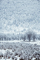 雪中树林摄影图