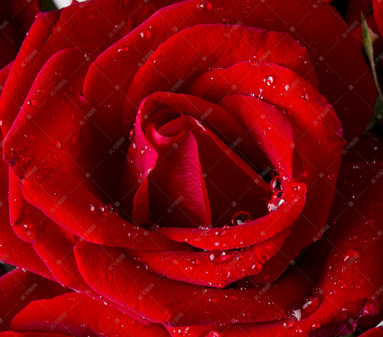 一朵带露珠的红玫瑰
