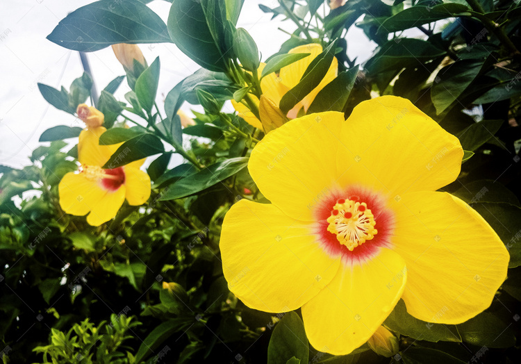 黄色大花瓣花朵植物自然风景摄影图