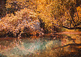 秋天水边树木摄影图