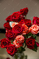 爱情红玫瑰摄影图