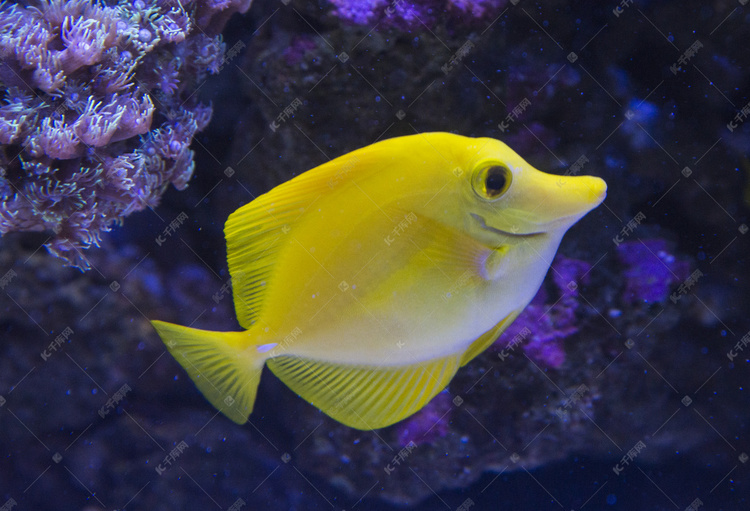 海洋世界视频鱼类 true