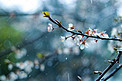 雨中小白花摄影图