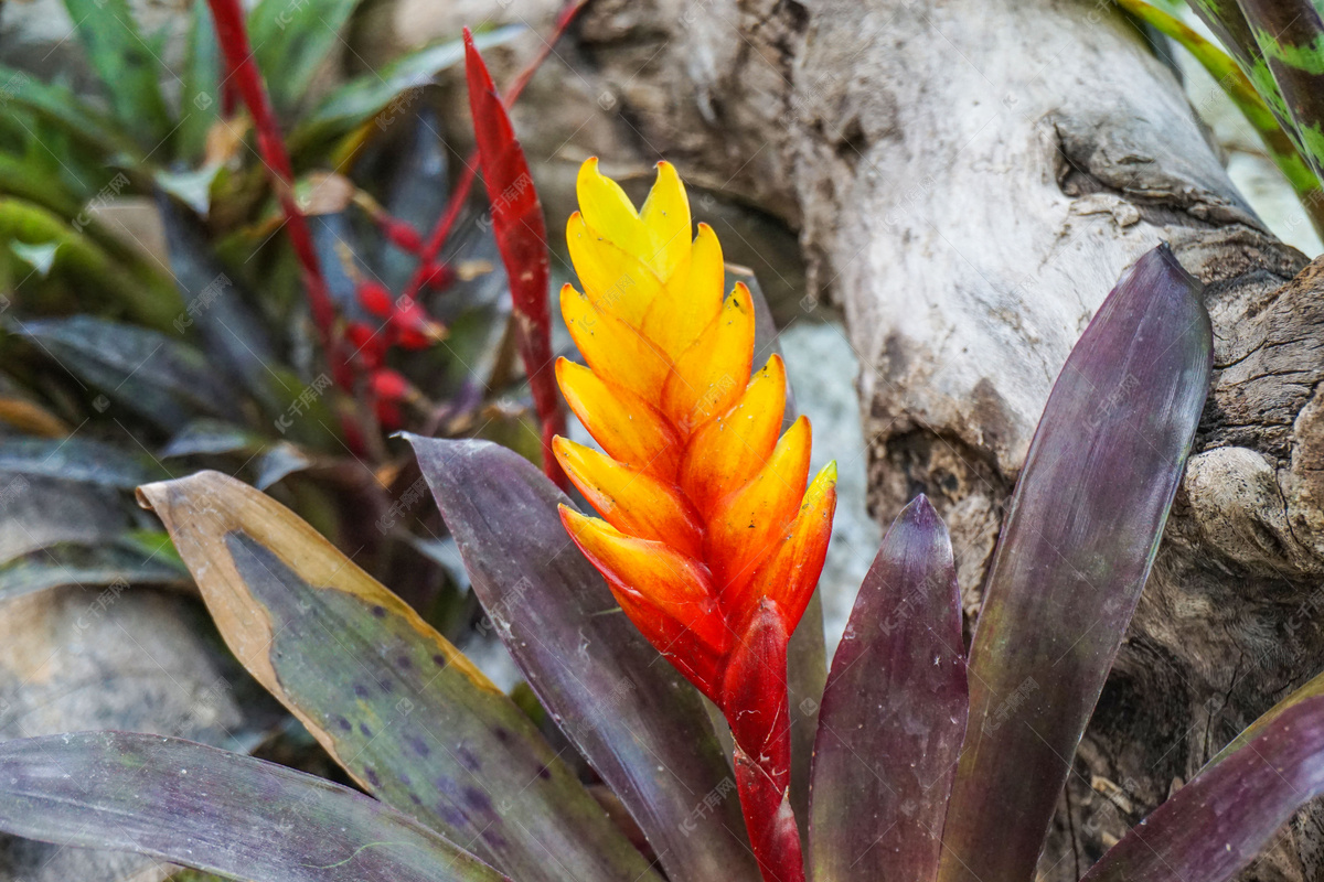 电子酷炫霓虹灯快节奏