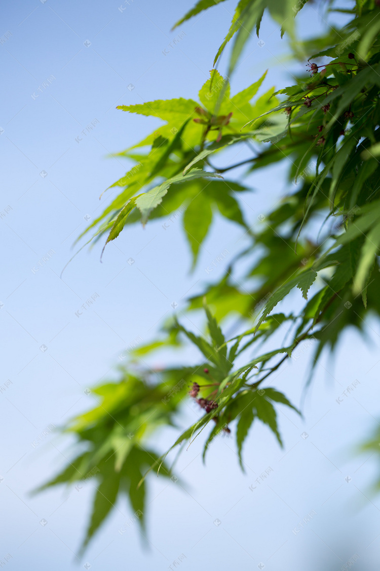 春天生机盎然的绿色树叶