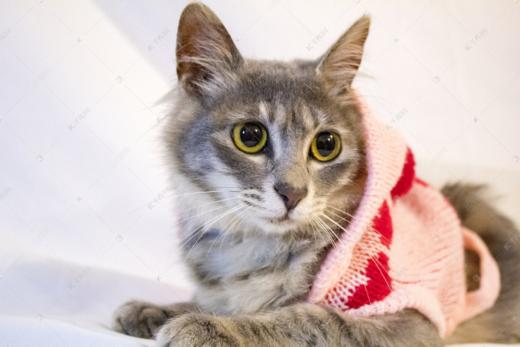 穿风衣的猫_明星风衣穿搭图片