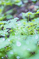 雨天三叶草摄影图