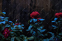 红色玫瑰植物摄影图