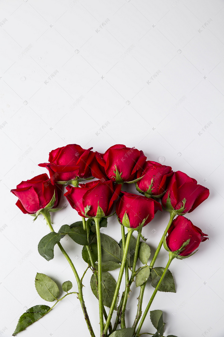 520红色玫瑰花