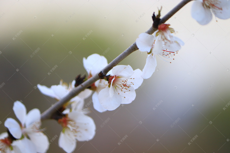 春天鲜花桃花细节摄影