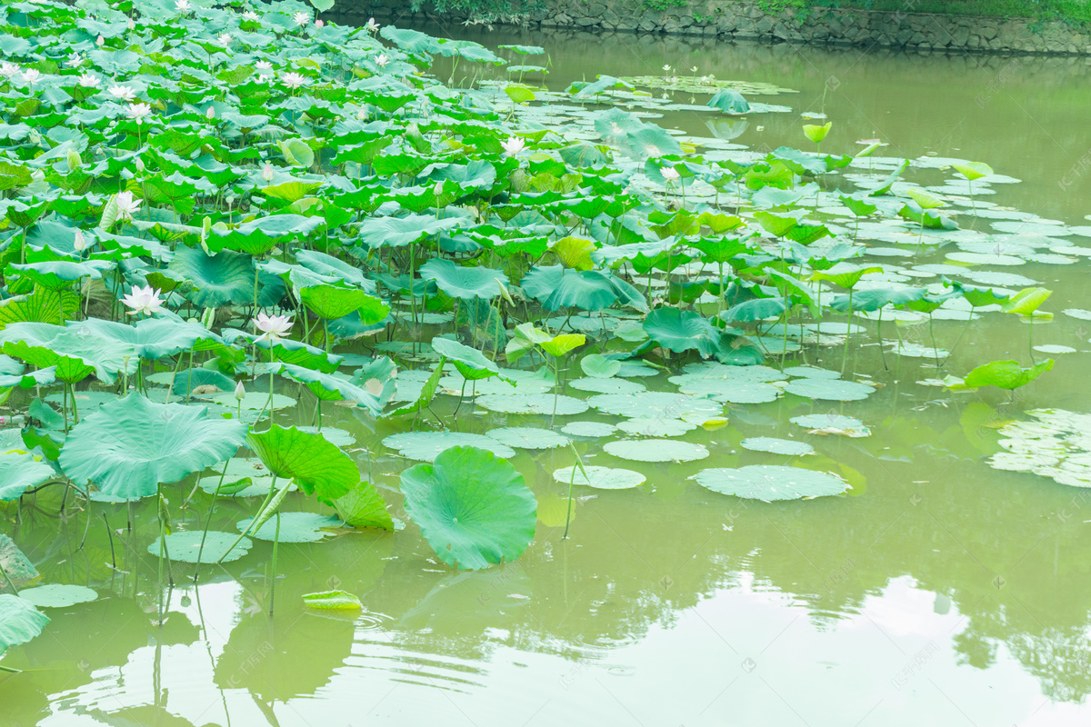 夏日池塘荷花风景摄影图