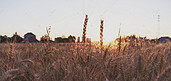 麦子阳光摄影图