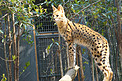 动物园野生动物豹猫摄影图