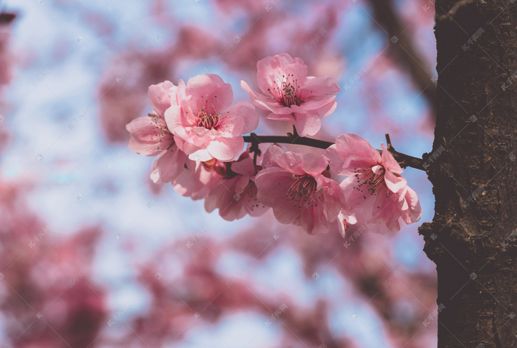 粉色桃花