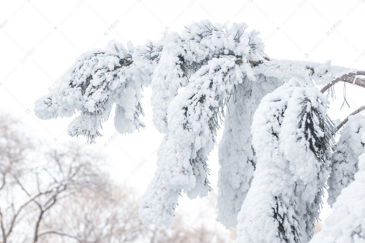 冬季松树雾凇树挂积雪