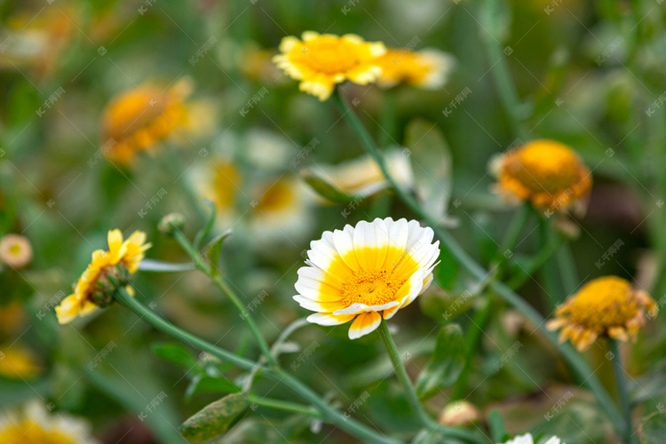 春天的小黄花