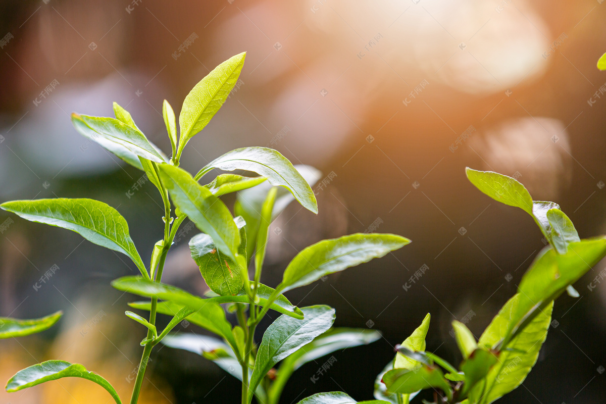阳光下春天绿色植物背景素材高清摄影大图-千库网