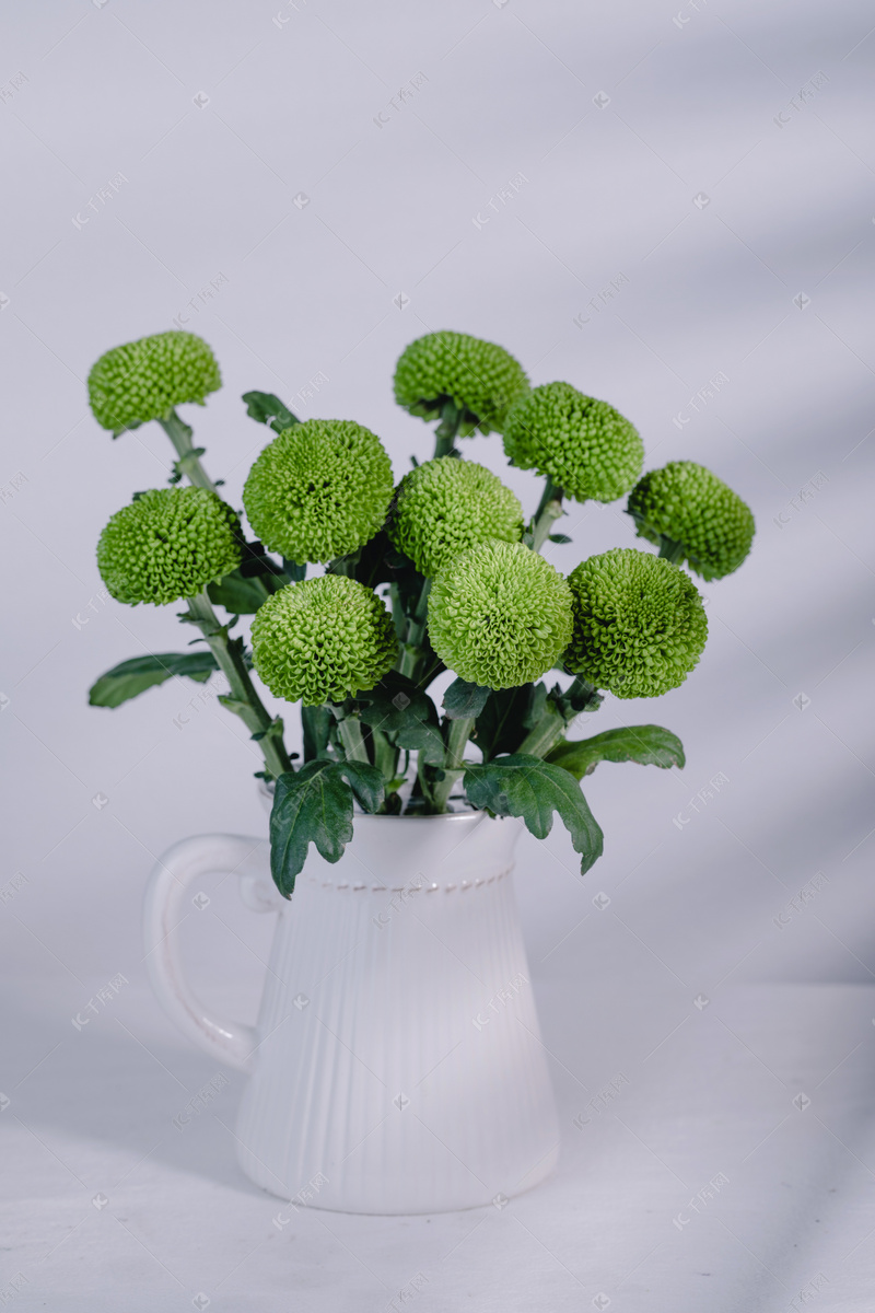 乒乓菊绿色一束白花瓶