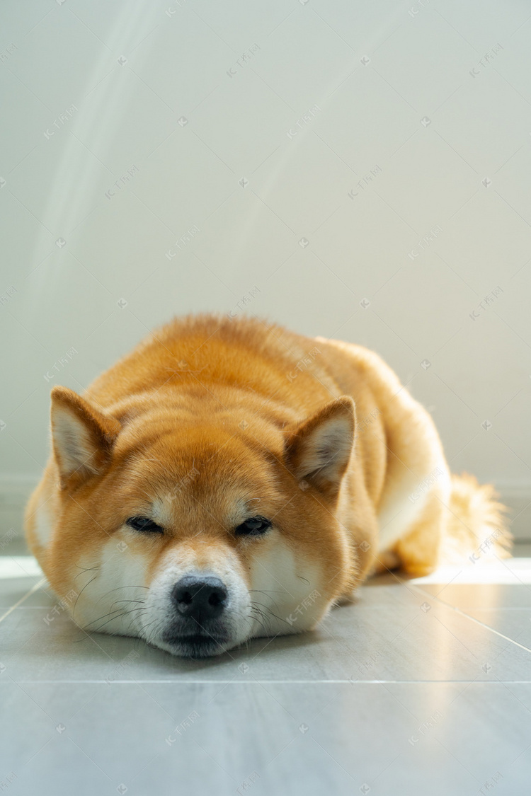 千库摄影频道为一只宠物柴犬狗睡觉特写高清图片提供免费下载