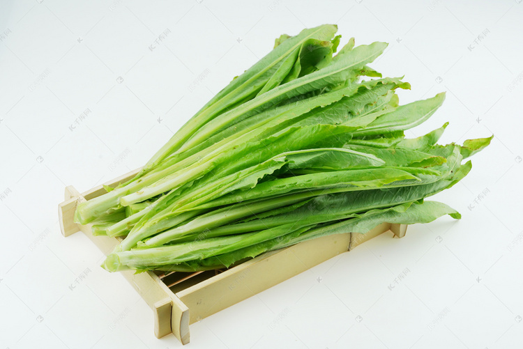 千库摄影频道为蔬菜油麦菜摄影图高清图片提供免费下载