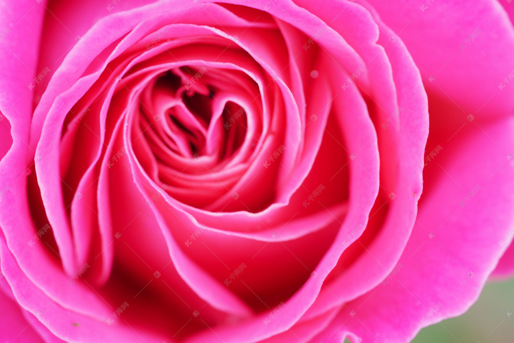 粉红色玫瑰花花朵高清摄影大图-千库网
