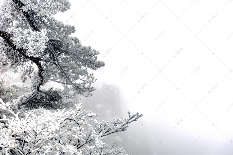 冬天雪中松树摄影图